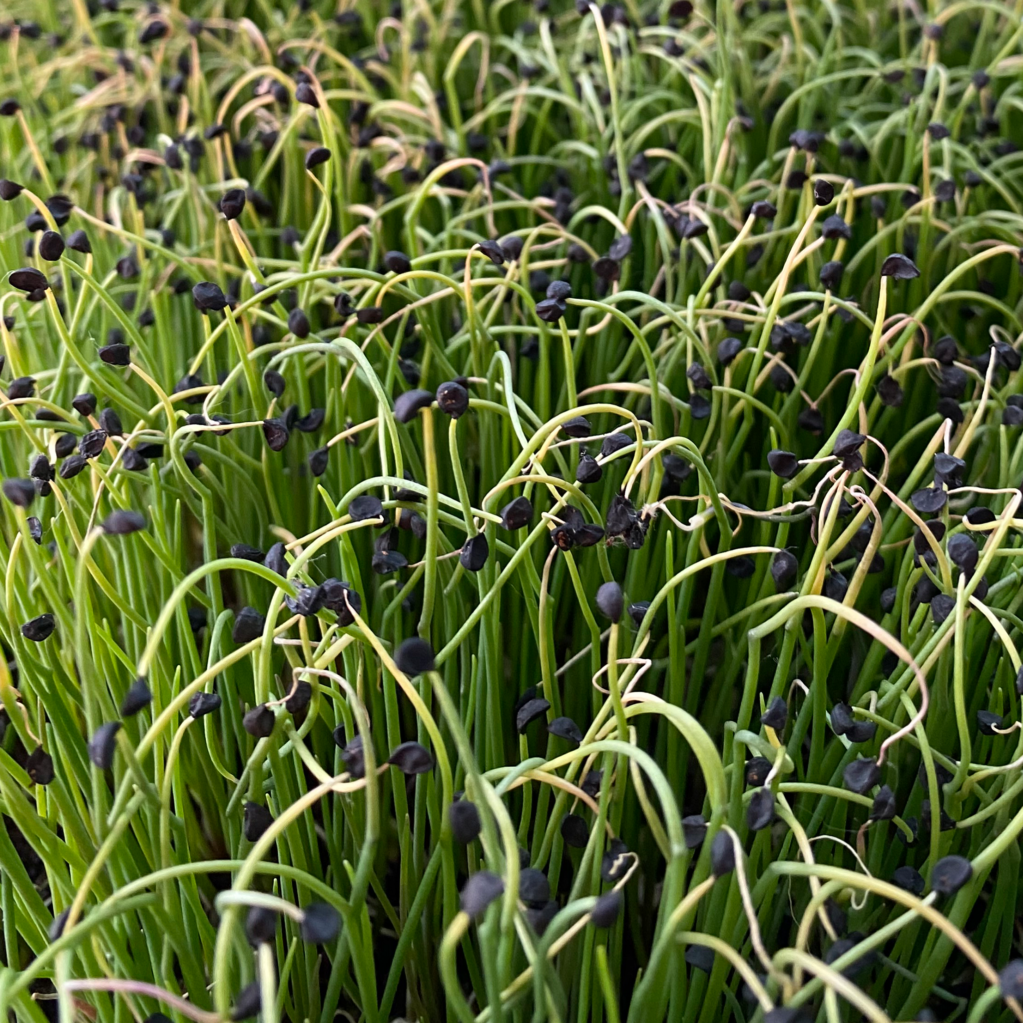 fresh onion microgreens sold by Redifarms