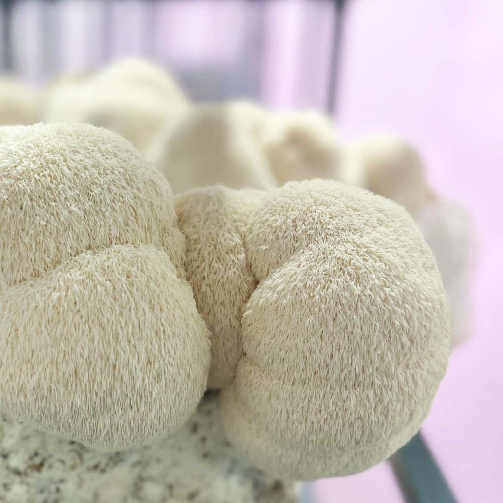 LION’S MANE MUSHROOMS AND ALL THEY DO FOR OUR BODIES