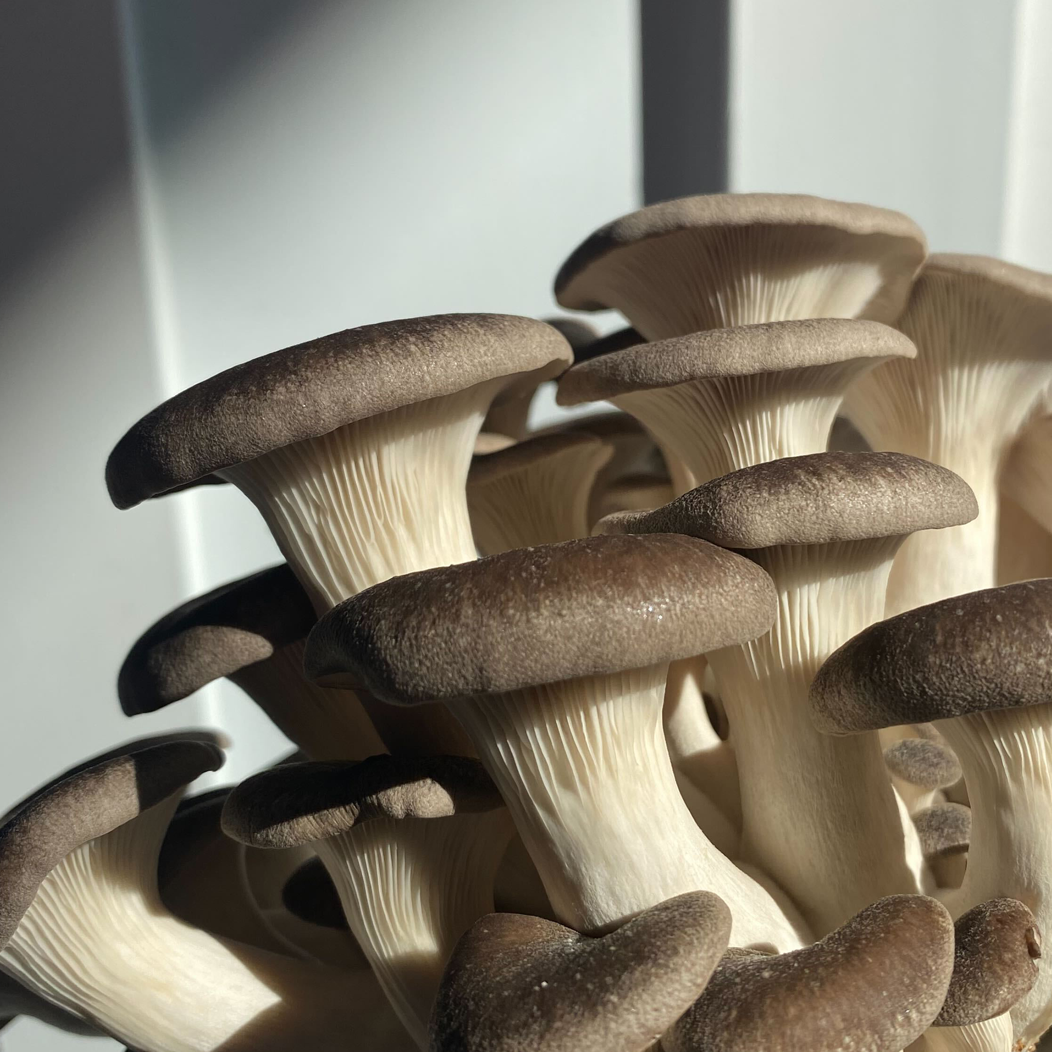 black pearl mushrooms