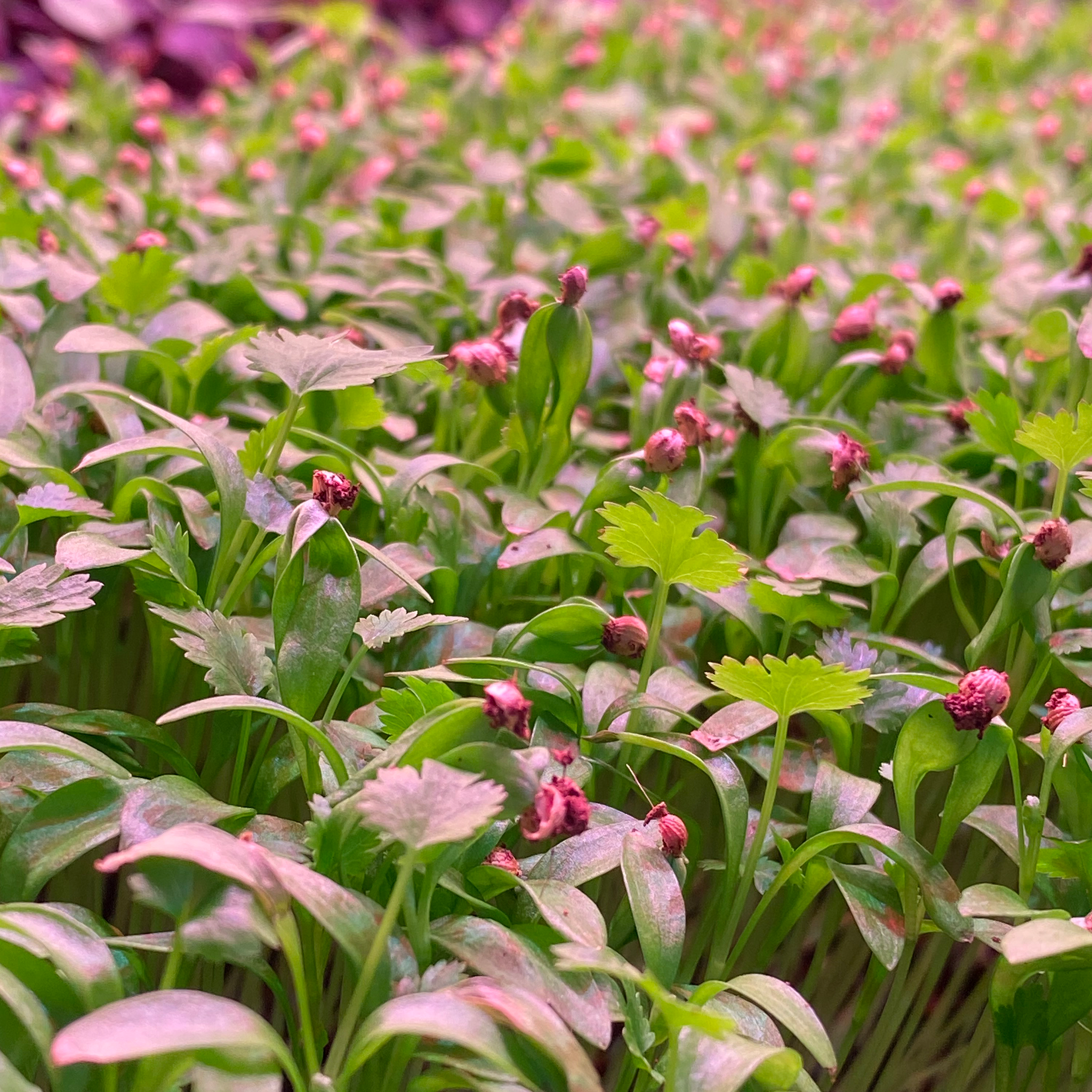 fresh cilantro microgreens sold by Redifarms