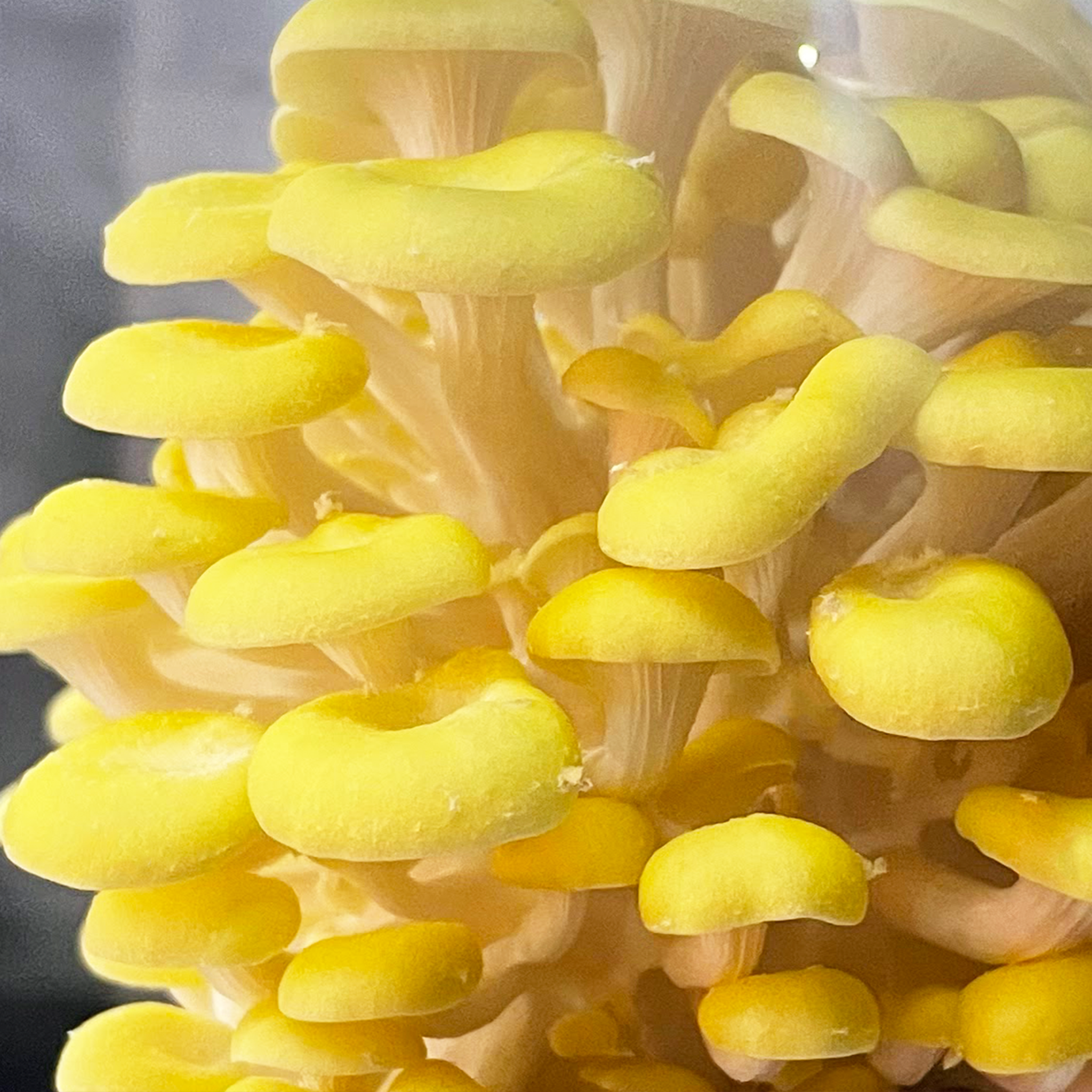 fresh golden oyster mushrooms sold by Redifarms
