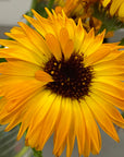 Edible Flowers - Calendula