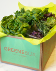 Lettuce and herbs in the Greenebox