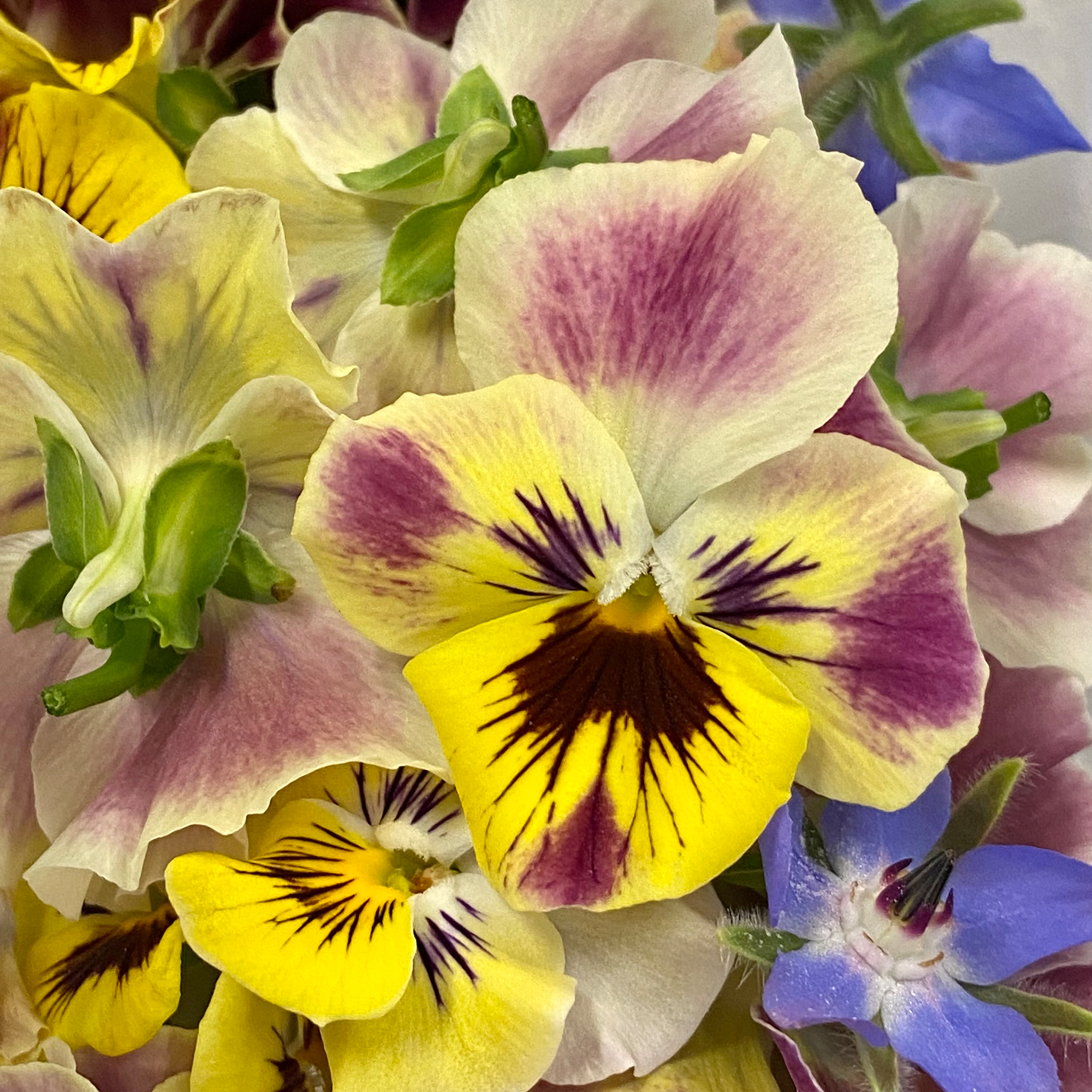 Edible Flowers - Violas