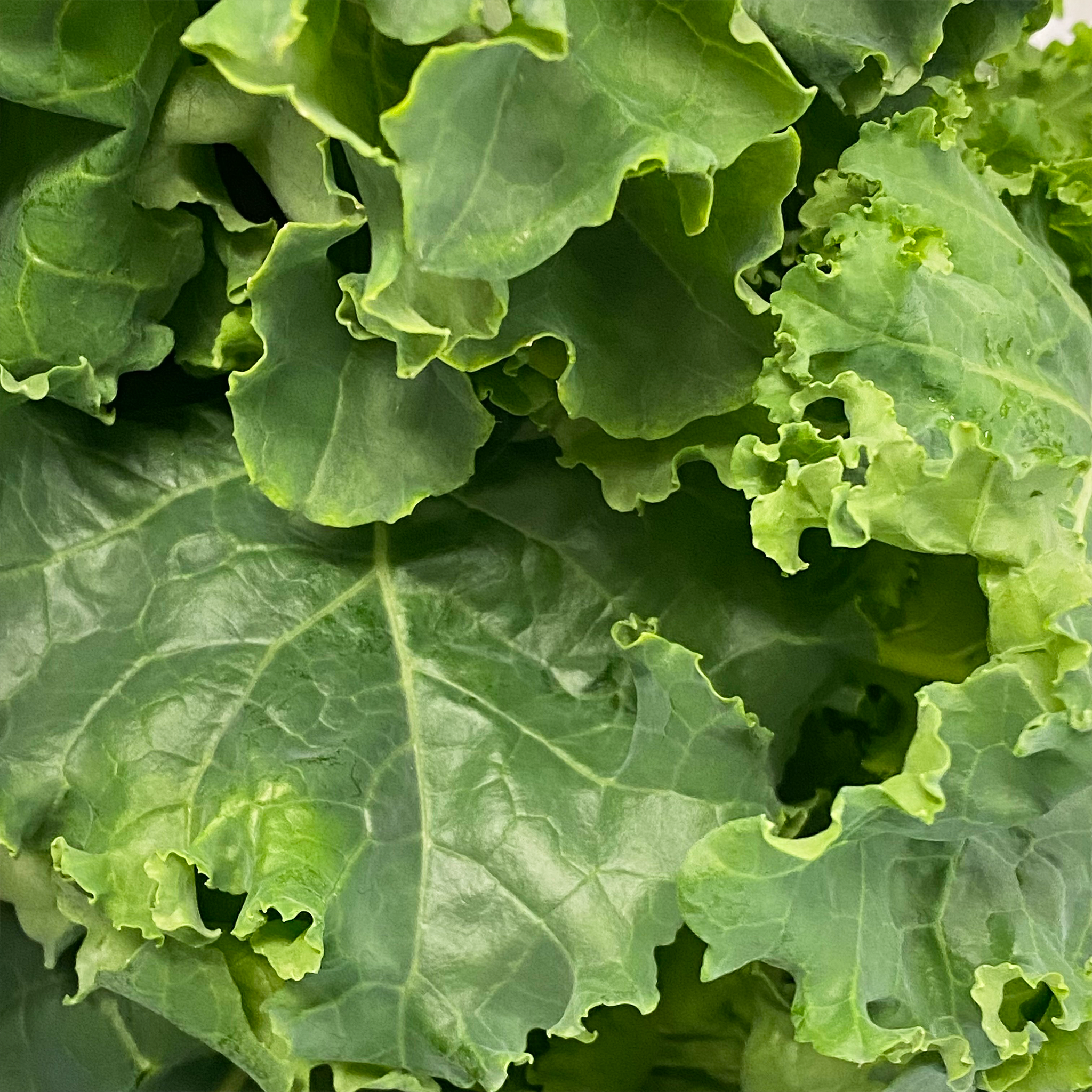 Kale Leaf