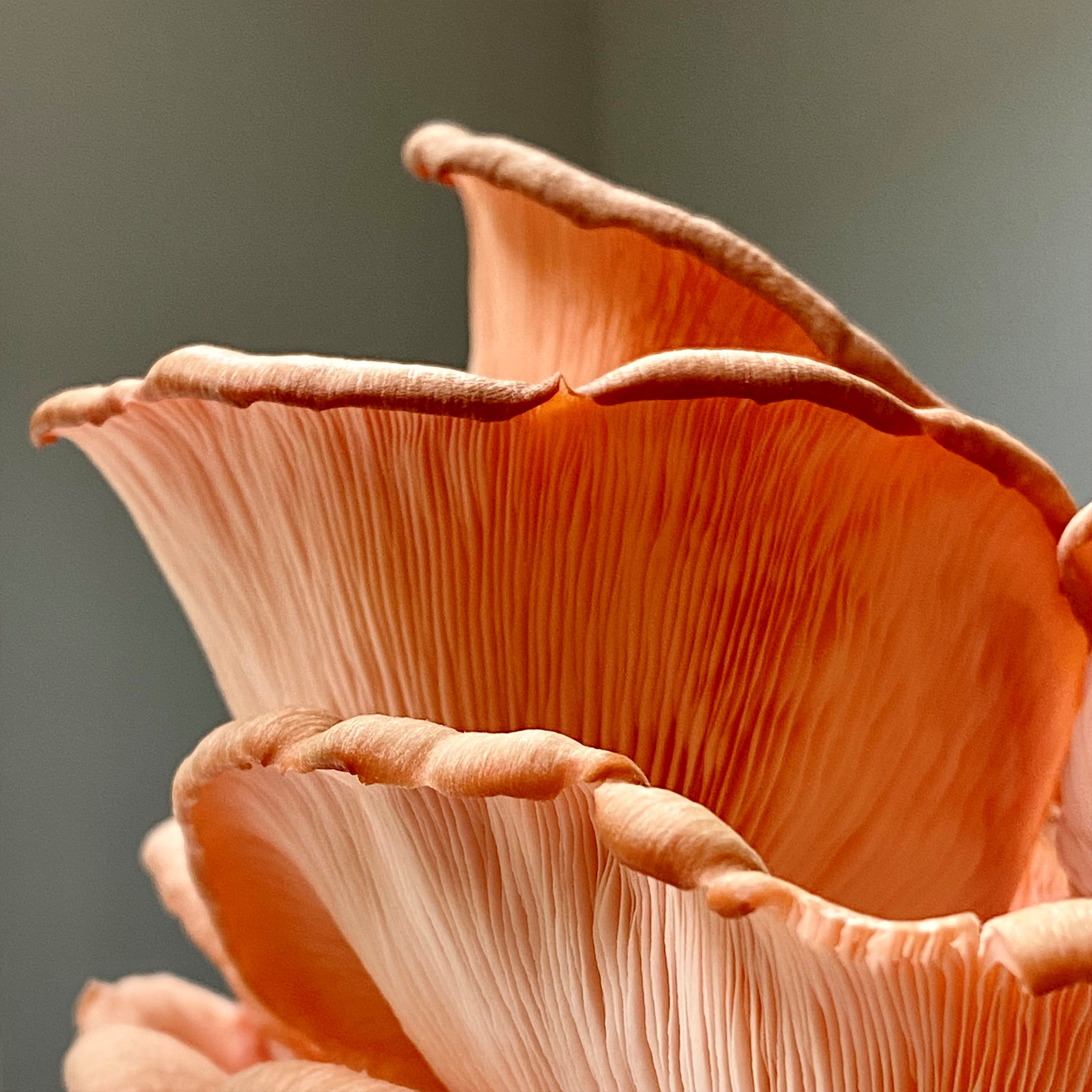 fresh pink oyster mushrooms sold by Redifarms