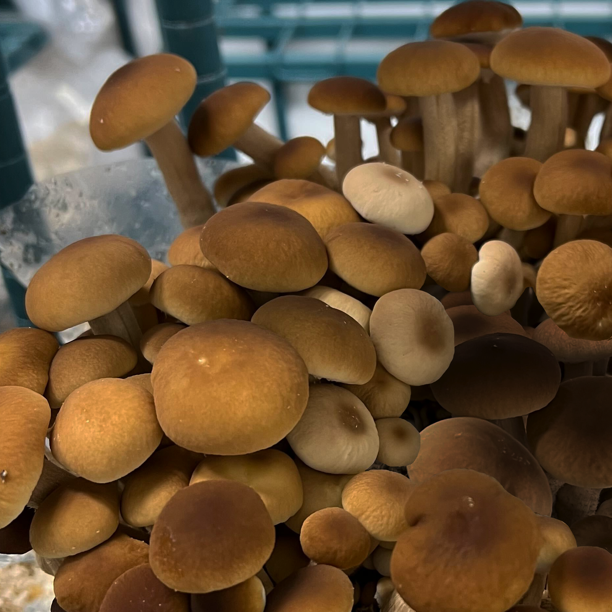 Redifarms Pioppino Gourmet Mushrooms