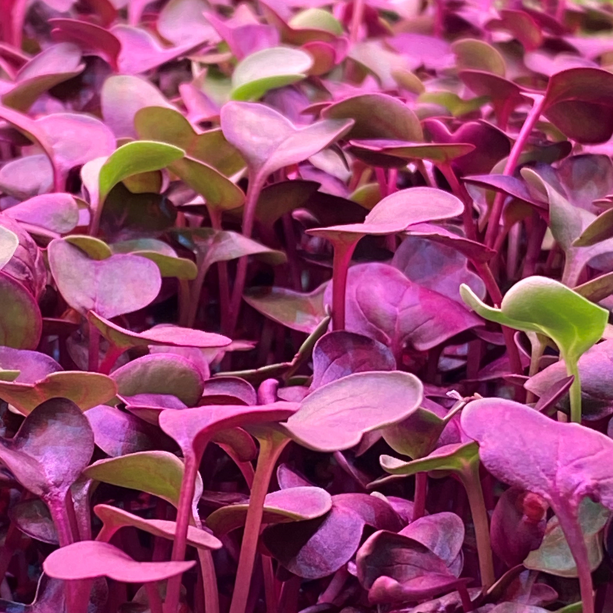 fresh radish microgreens sold by Redifarms