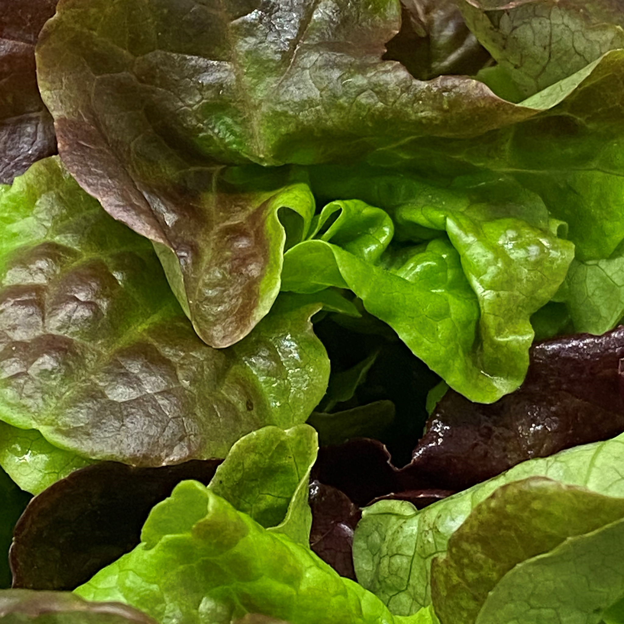 fresh lettuce sold by Redifarms