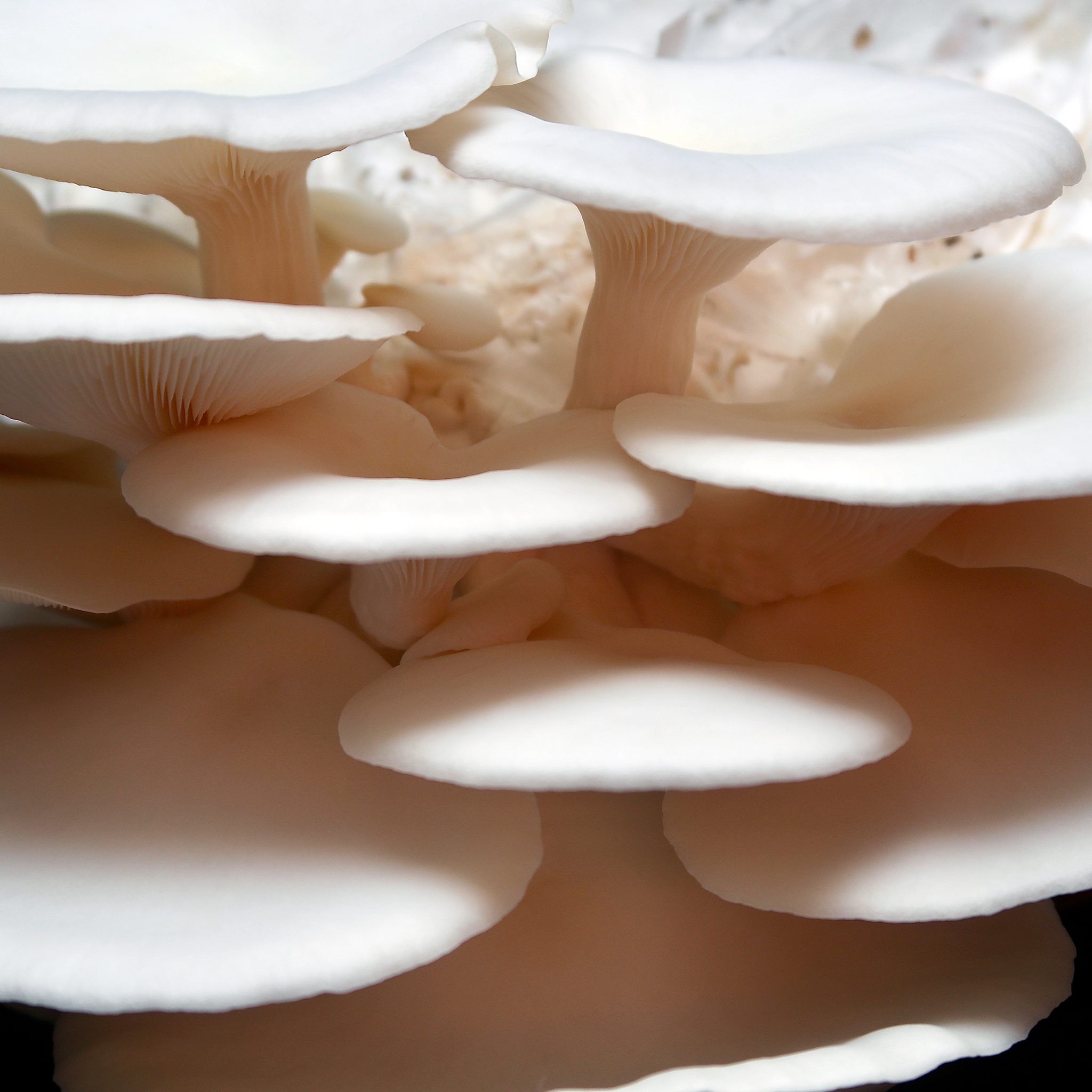 fresh snow oyster mushrooms sold by Redifarms