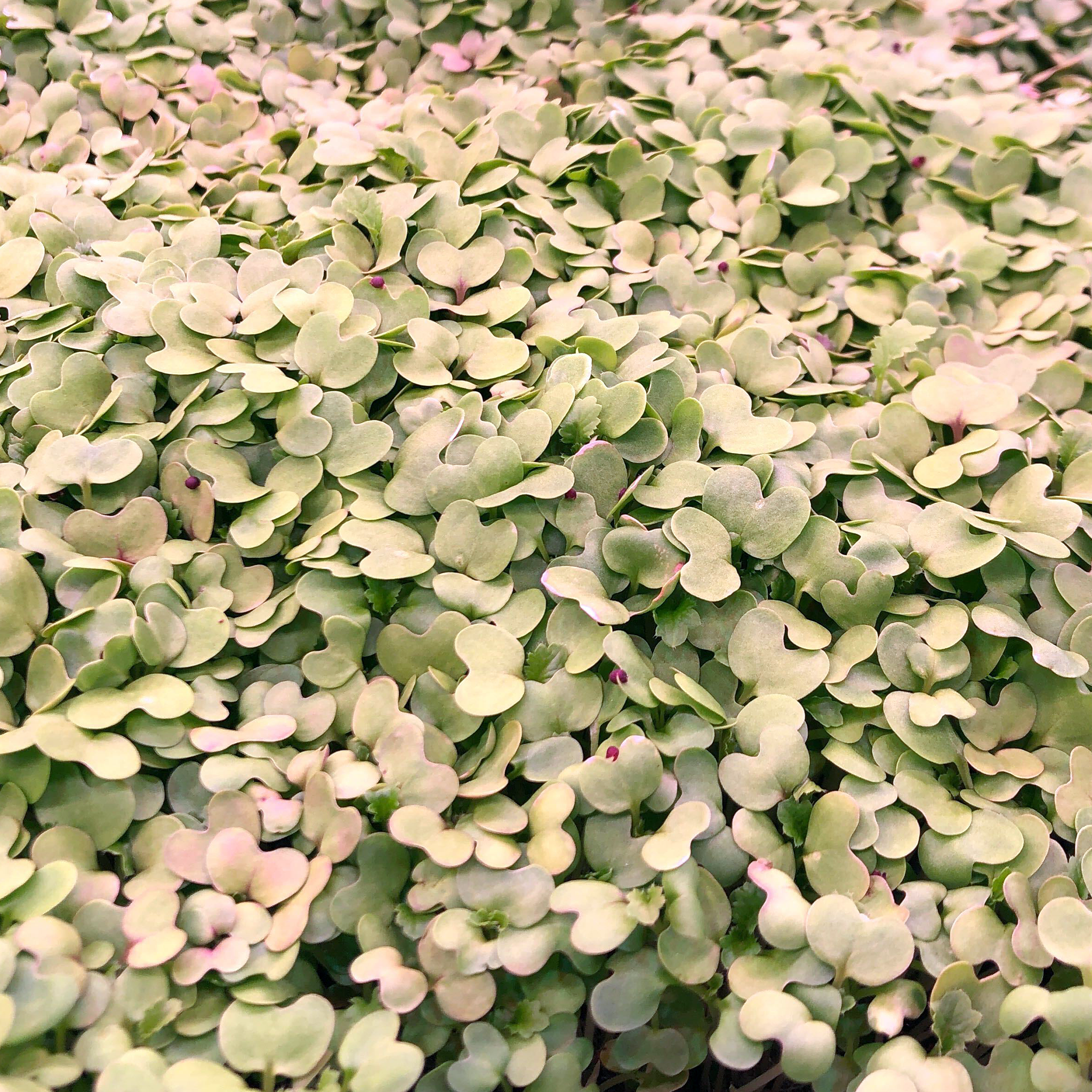 fresh wasabi microgreens sold by Redifarms